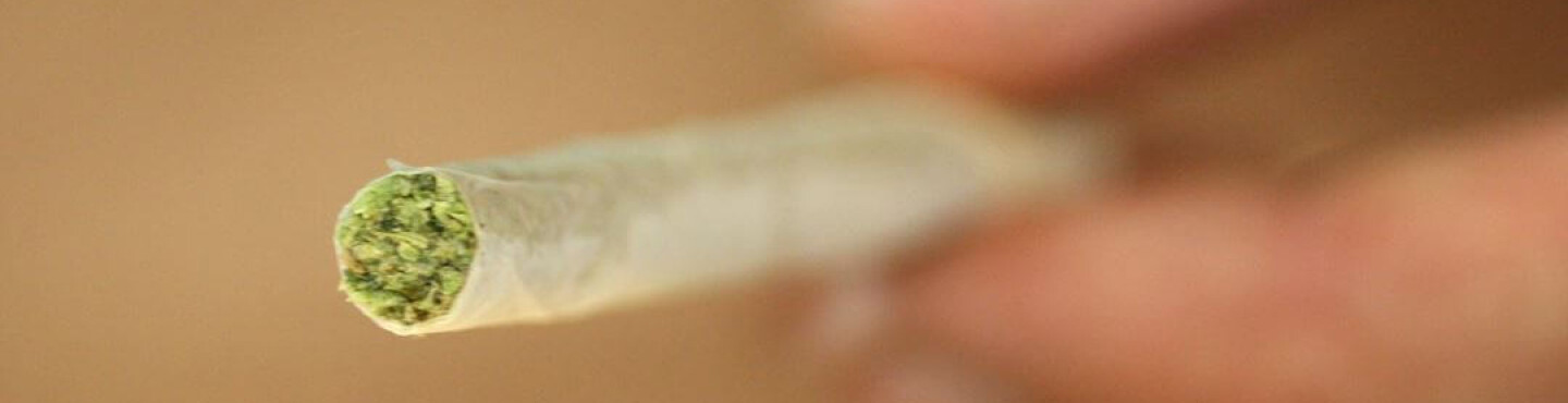Сперма от марихуаны половые признаки у конопли