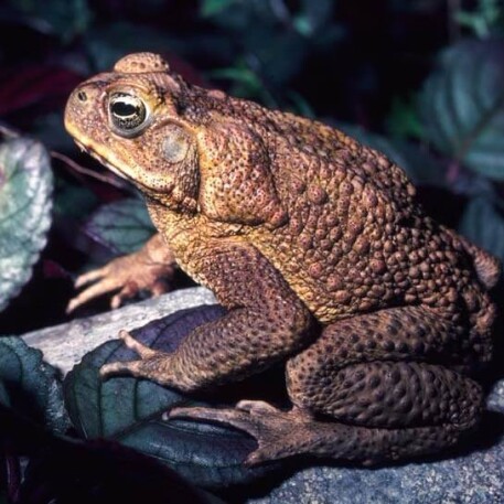 Яд жабы буфо: особенности этого наркотика и чем он опасен