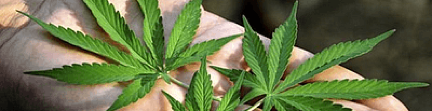 Как отойти от конопли доказан ли вред марихуаны